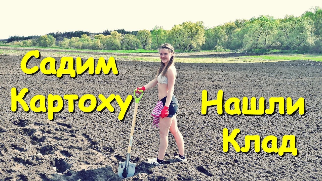 САДИМ КАРТОШКУ, НАШЛИ КЛАД