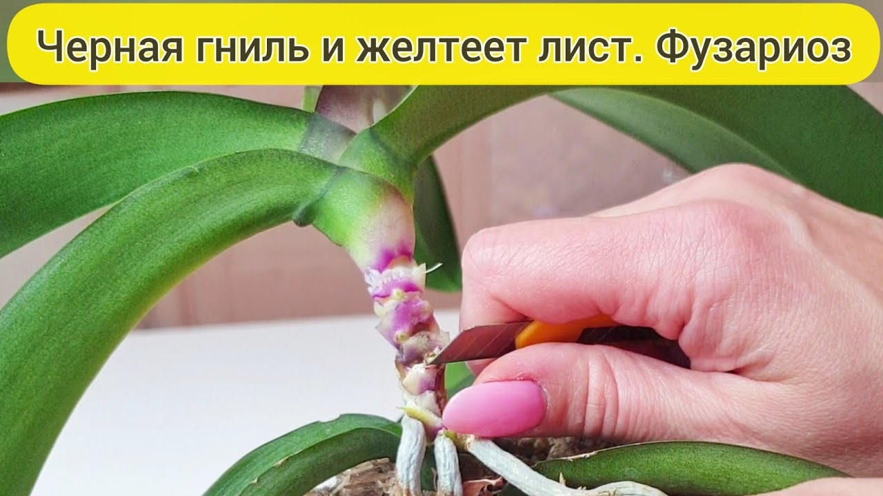 Орхидея ГНИЕТ и ЖЕЛТЕЕТ лист орхидеи // ФУЗАРИОЗ у орхидеи