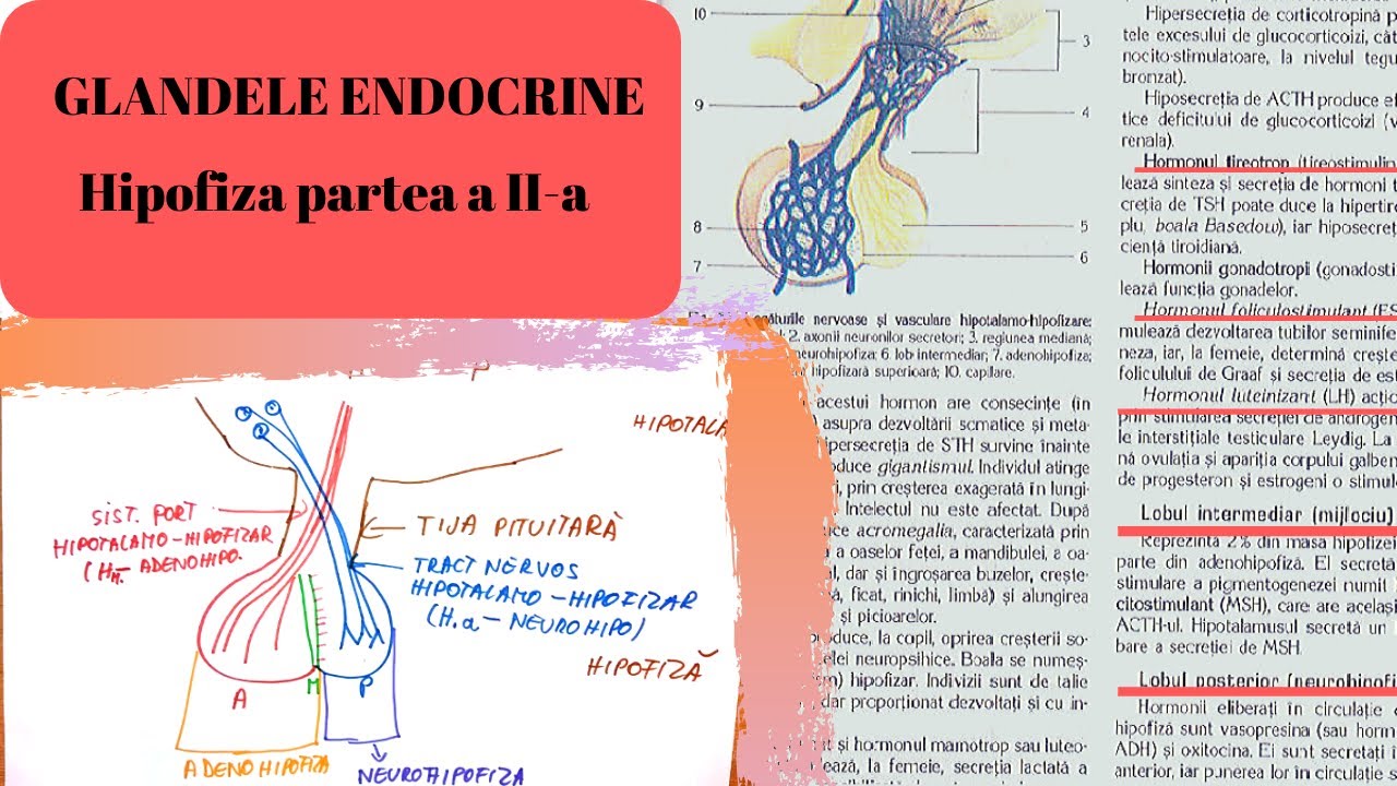ADMITERE MEDICINA: GLANDELE ENDOCRINE 2: Hipofiza partea a II-a