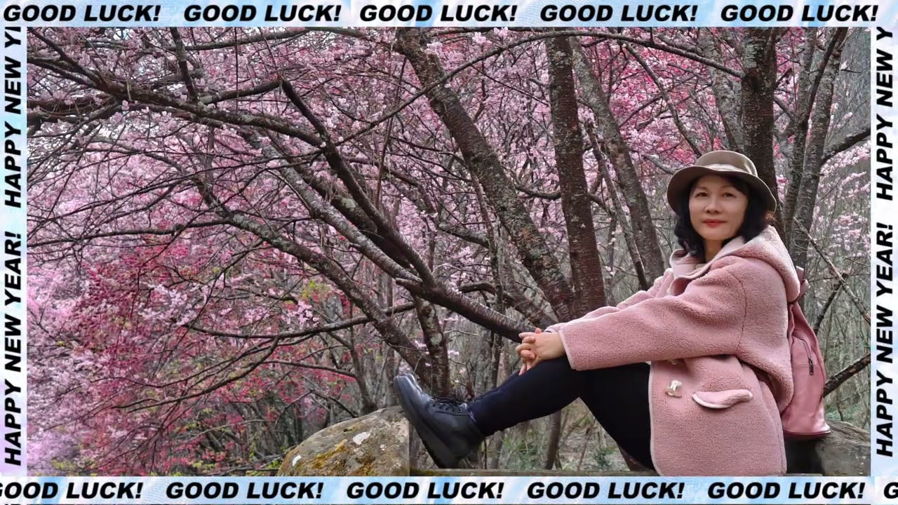 武陵農場櫻花季....照片組20260220-21.