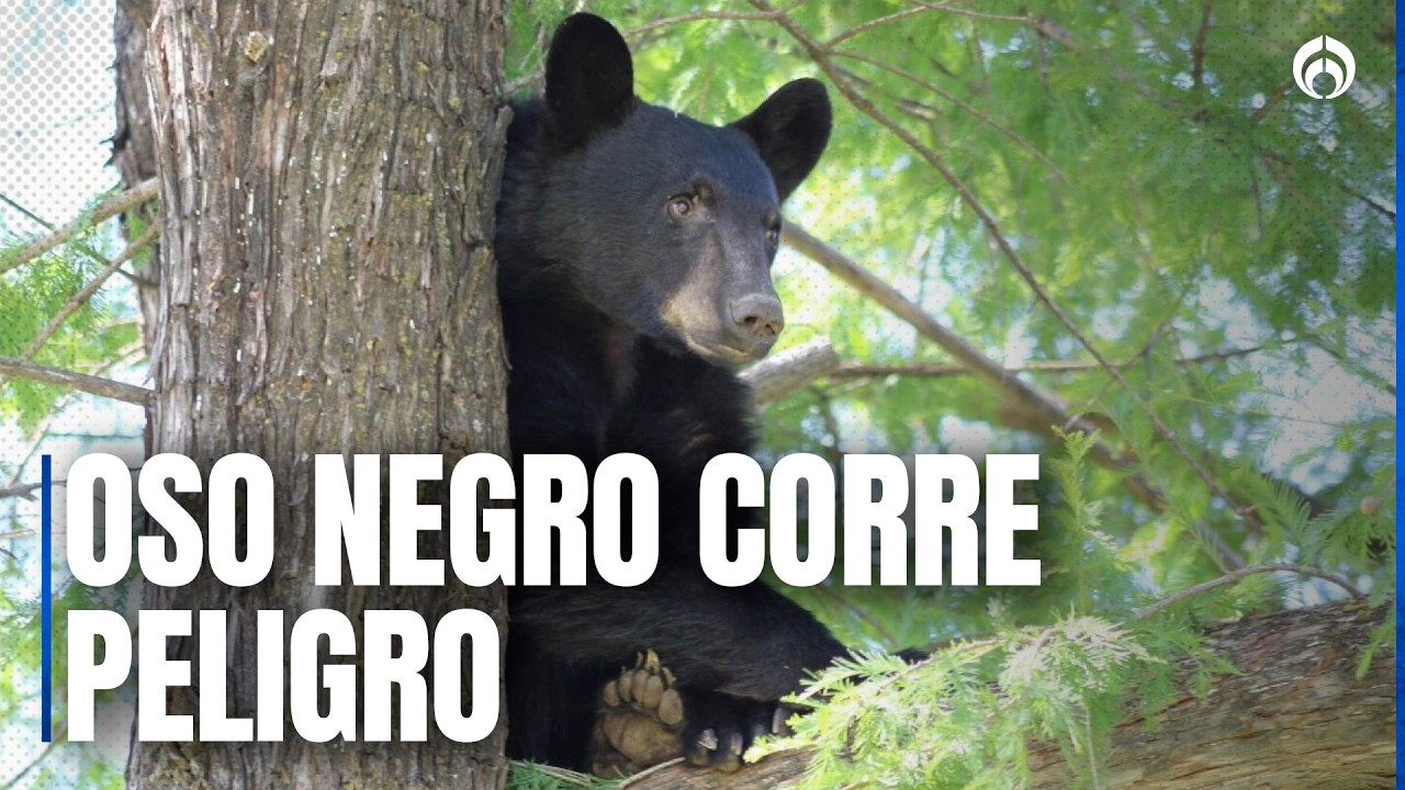 El oso negro, la única especie de oso en México, lucha por sobrevivir