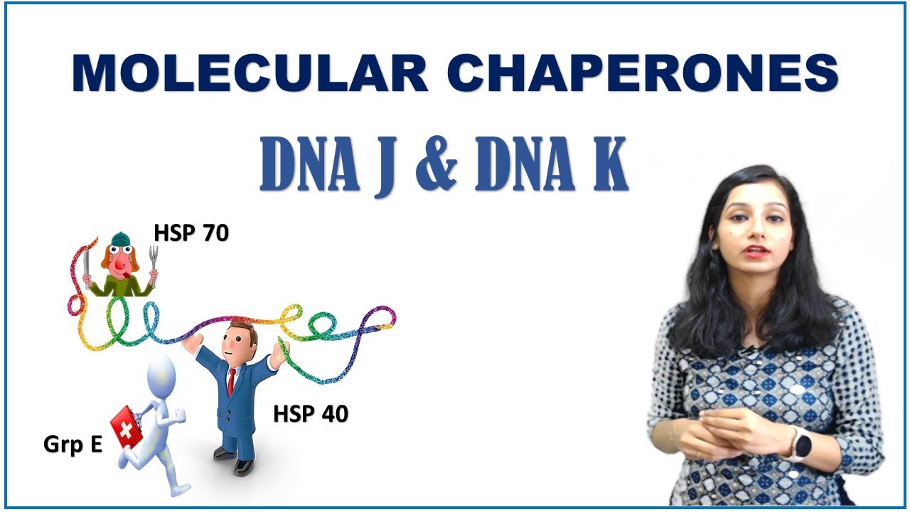 MOLECULAR CHAPERONES I DNA J and DNA K Chaperones I