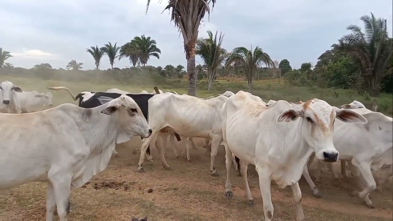 Retorno do gado a propriedade vida na roça