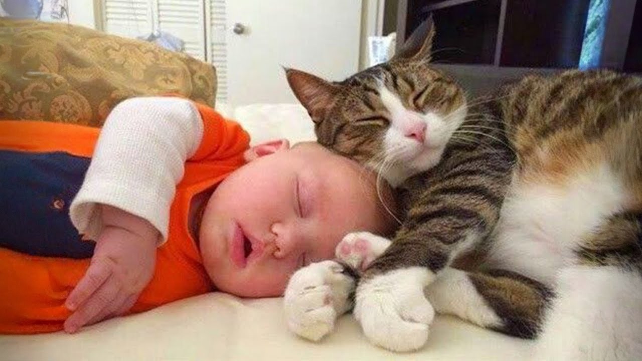 Кошки, которые любят и охраняют детей, как своих собственных котят 😽👶