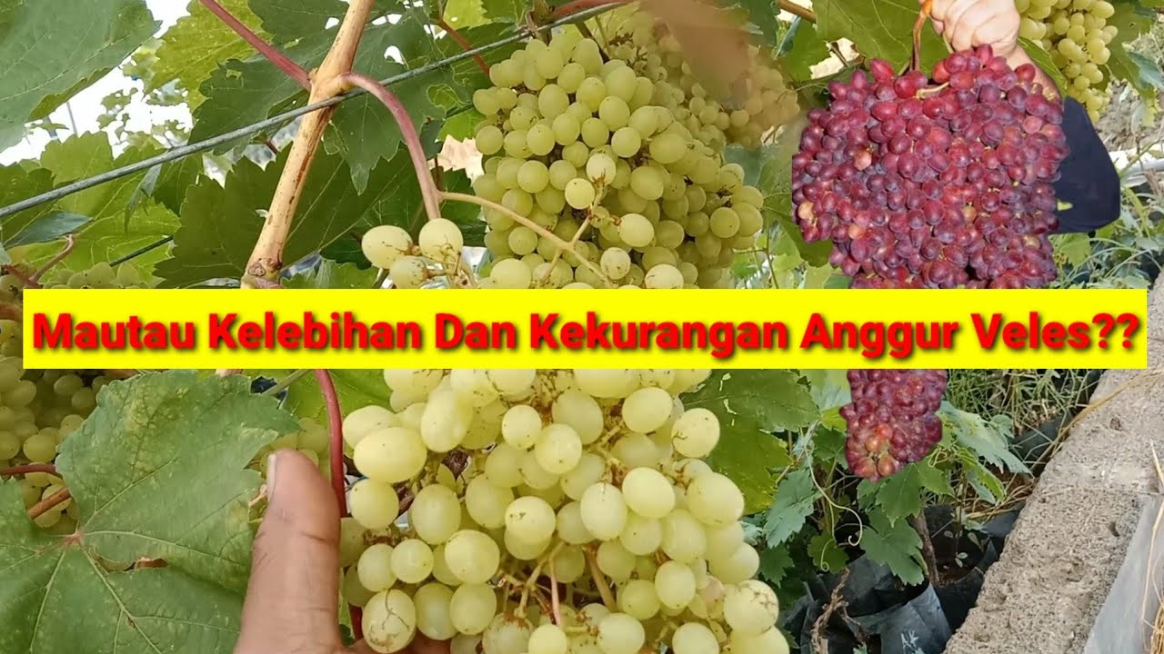 Kelebihan Dan Kekurangan Anggur Veles #anggurimpor #anggurgenjah #kebunanggur
