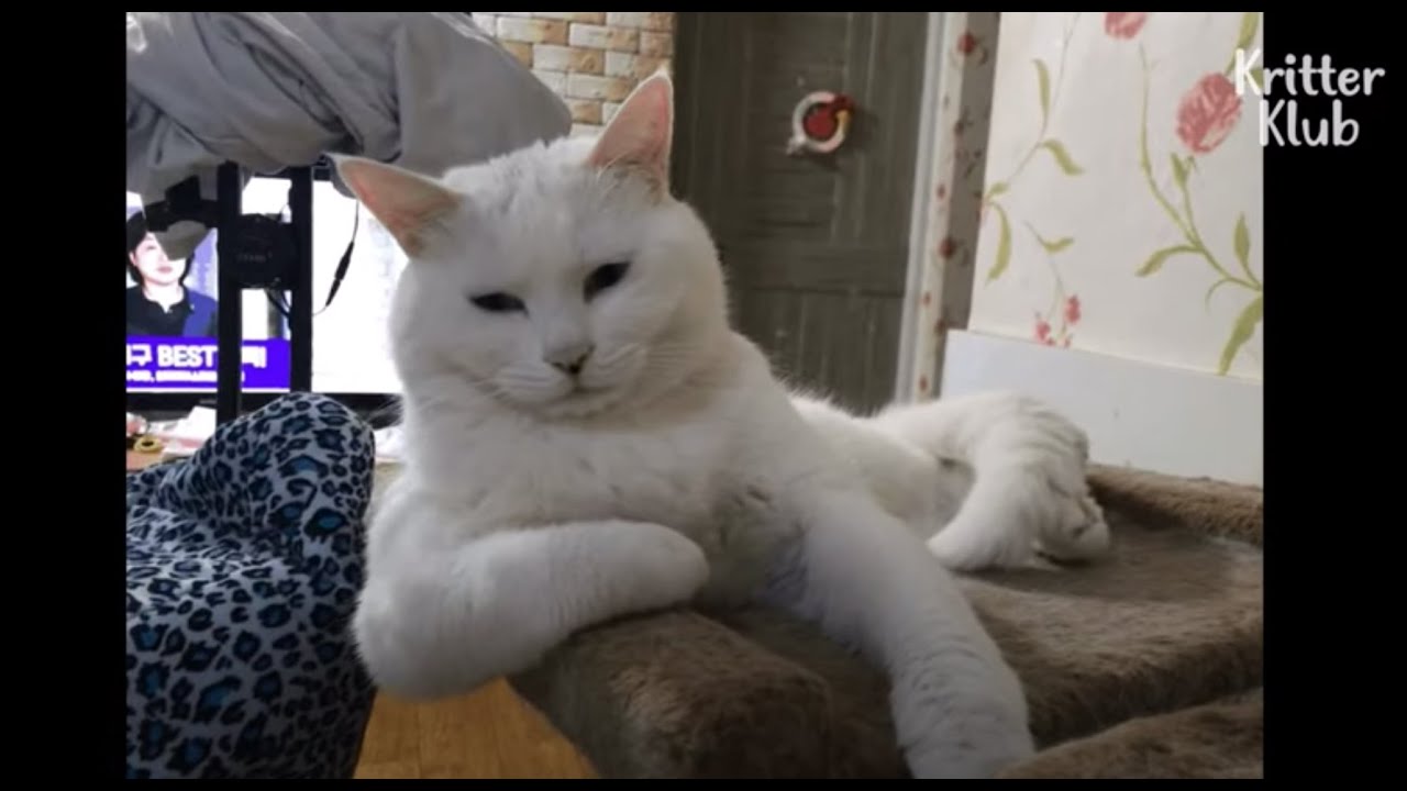 Когда у вас все еще есть Cat Boss, контролирующий вашу работу во время работы из дома | Криттер Клуб