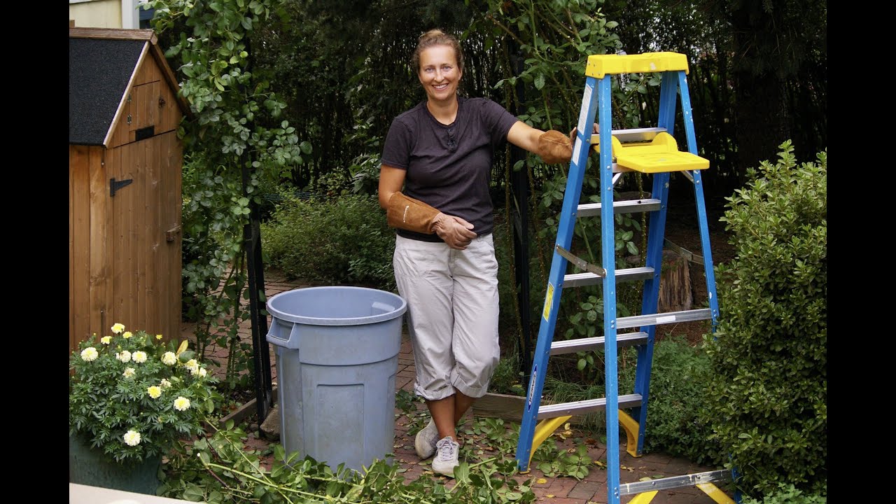 How to downsize a vigorous David Austin climbing rose