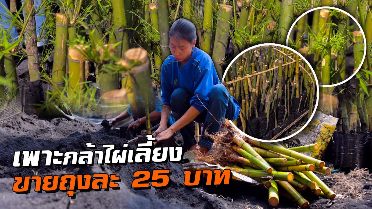 เพาะกล้าไผ่เลี้ยง ส่งขายถุงละ 25 บาท!!