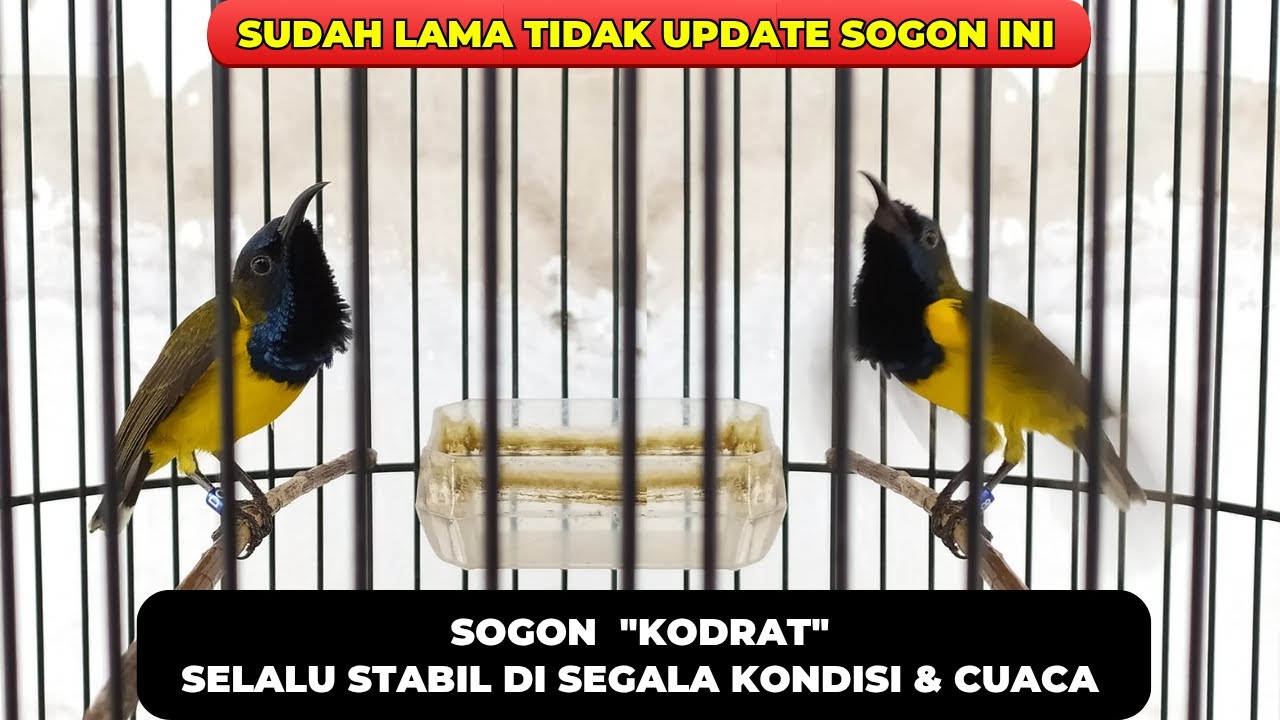 TETAP GACOR DI SEGALA CUACA & KONDISI❗SALAH SATU SOGON TERBAIK SAYA❗