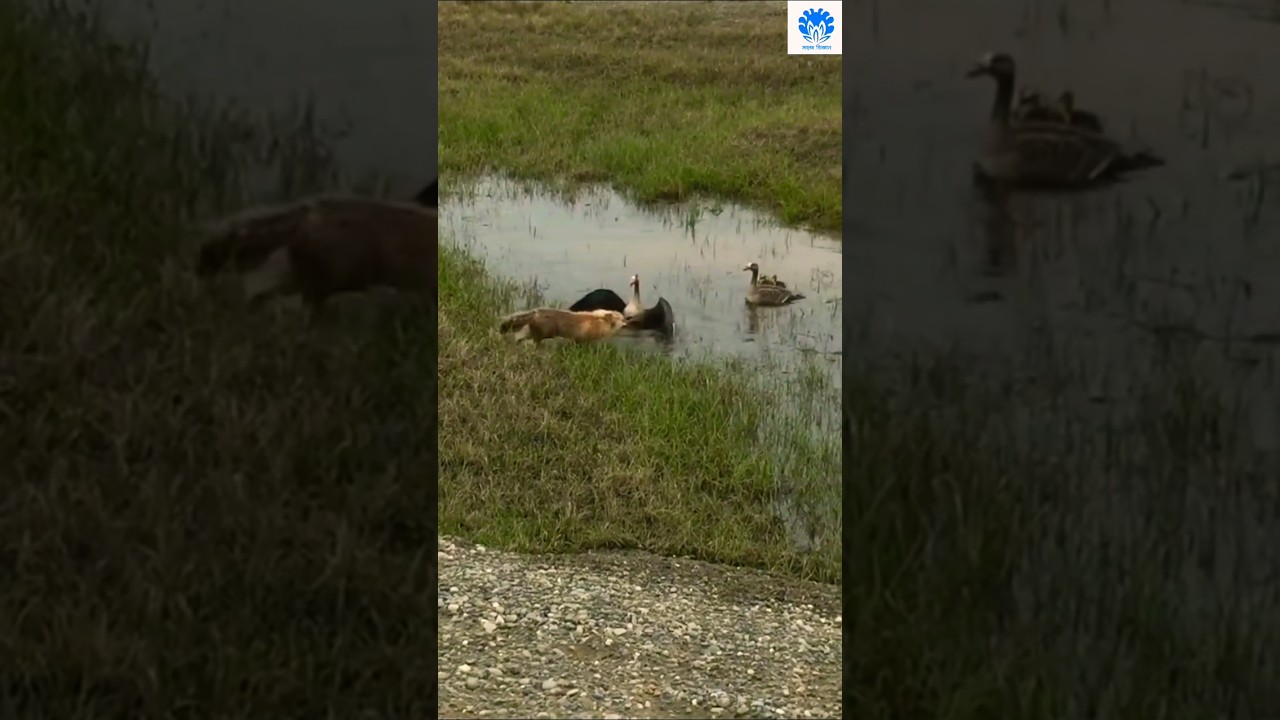 Wild duck saving ducklings from fox 😲😲 | 🌟🌟 Animals action moment 0170 🌟🌟 #duck #animals #fox
