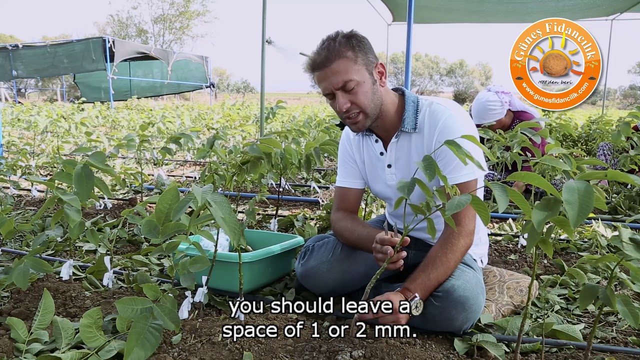 INTRODUCTION FILM OF GÜNEŞ FİDANCILIK (NURSERY) PRODUCER OF GRAFTER WALNUT SAPLINGS