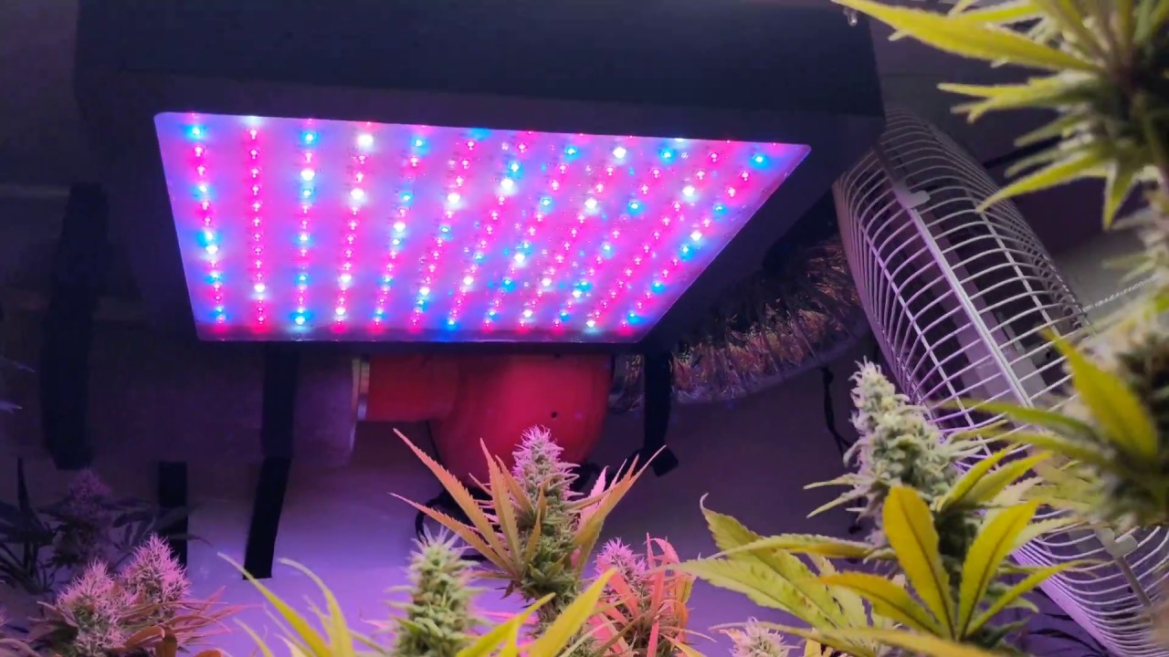 Day 44 flower. And grow room walk-through