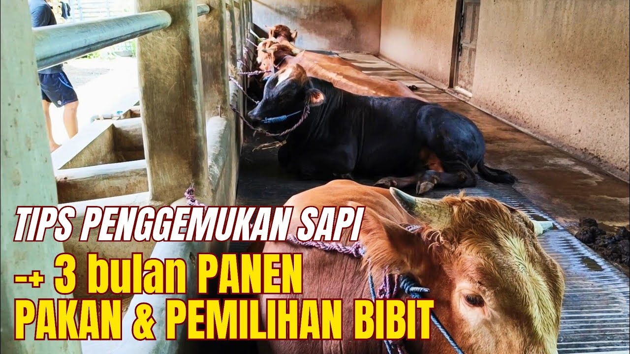 TANPA AMPAS TAHU, PAKAN KERING‼️PENGGEMUKAN SAPI 3 BULAN PANEN ❤️‍🔥❤️‍🔥