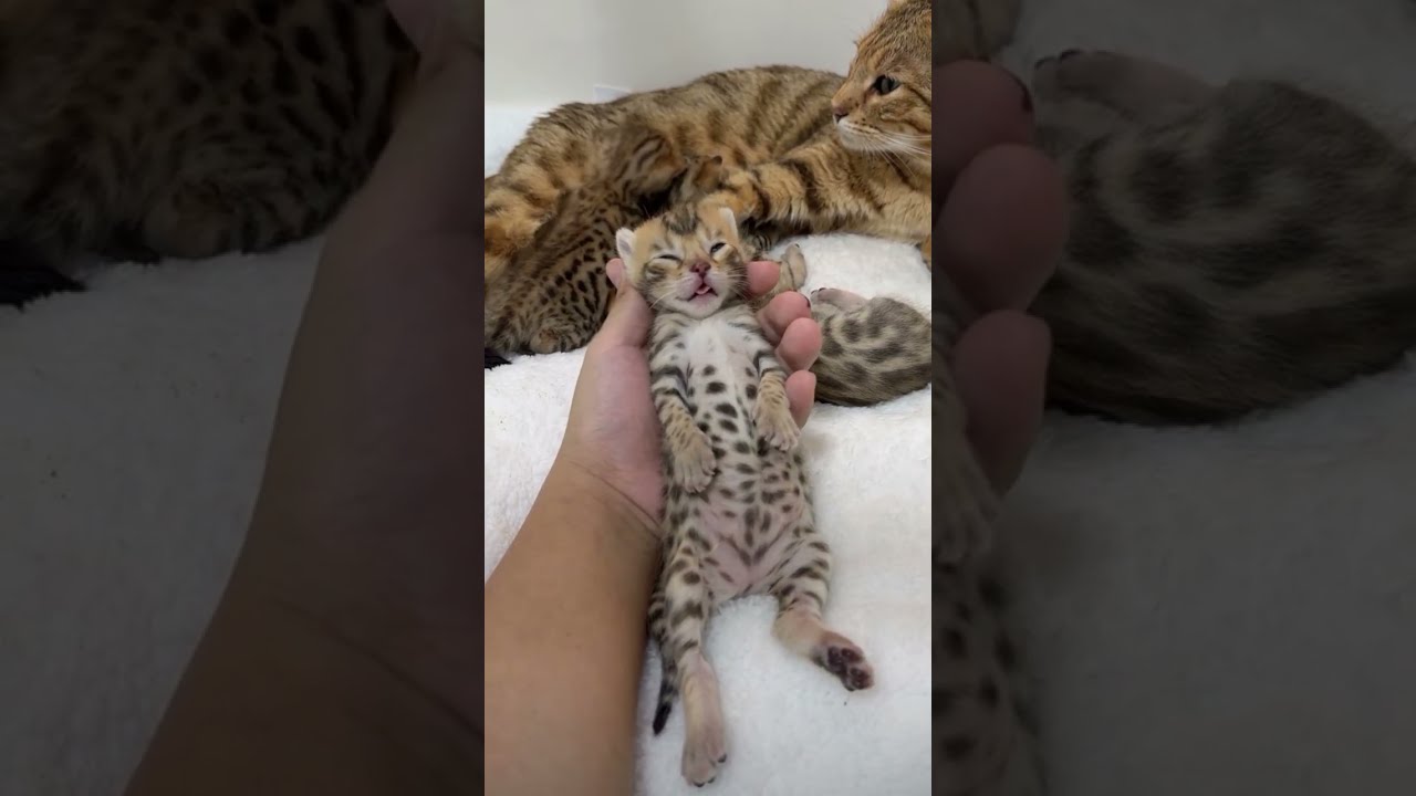 MOTHER LEOPARD TAKING CARE OF HER CHILDREN😺😸😹