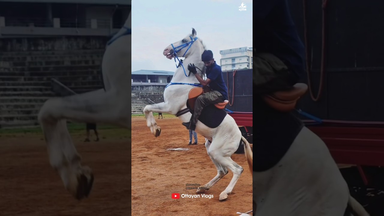 കാഴ്ച കാരെ ആവേശത്തിലാക്കി ഷിമിൽ ഇക്ക 🥰🥰 I Shimil I Malappuram #horse