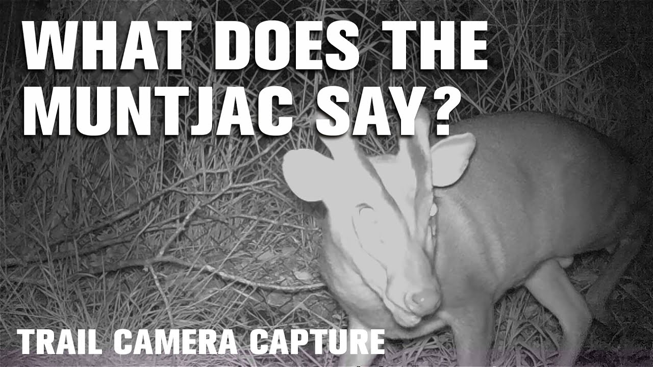 The sound of a Muntjac Deer 'barking'