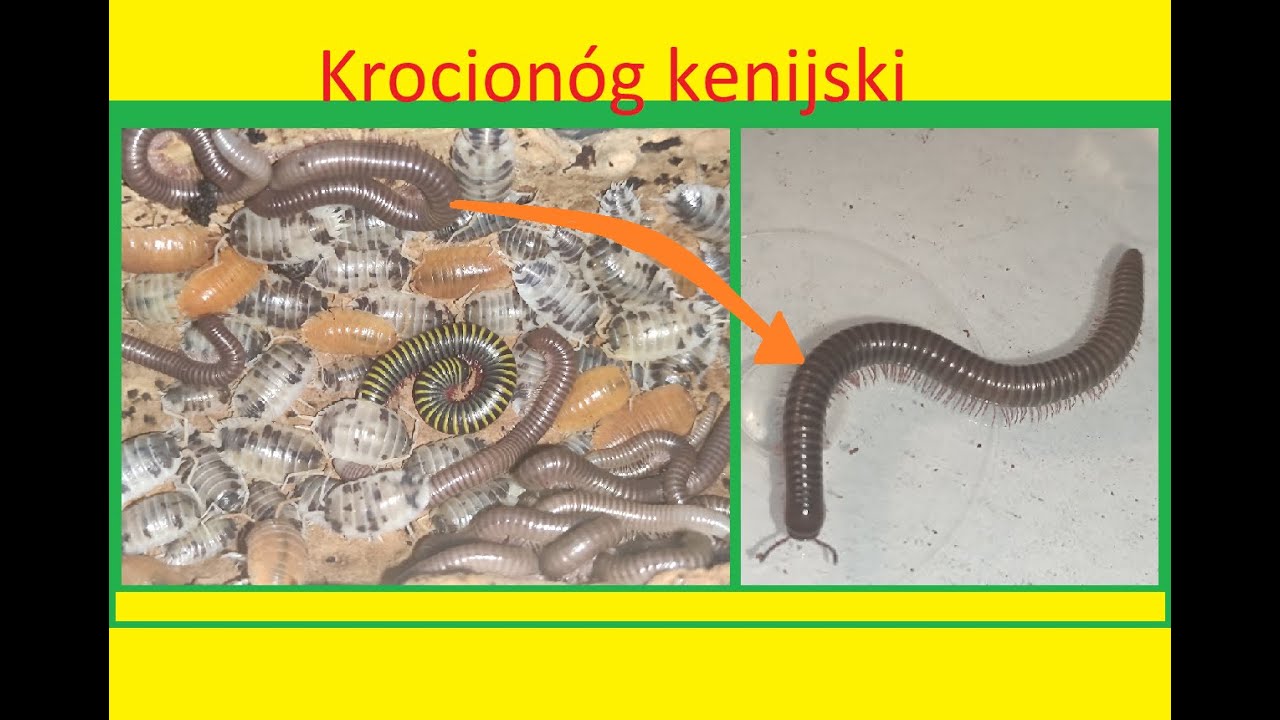 204. Jak hodować krocionogi kenijskie.