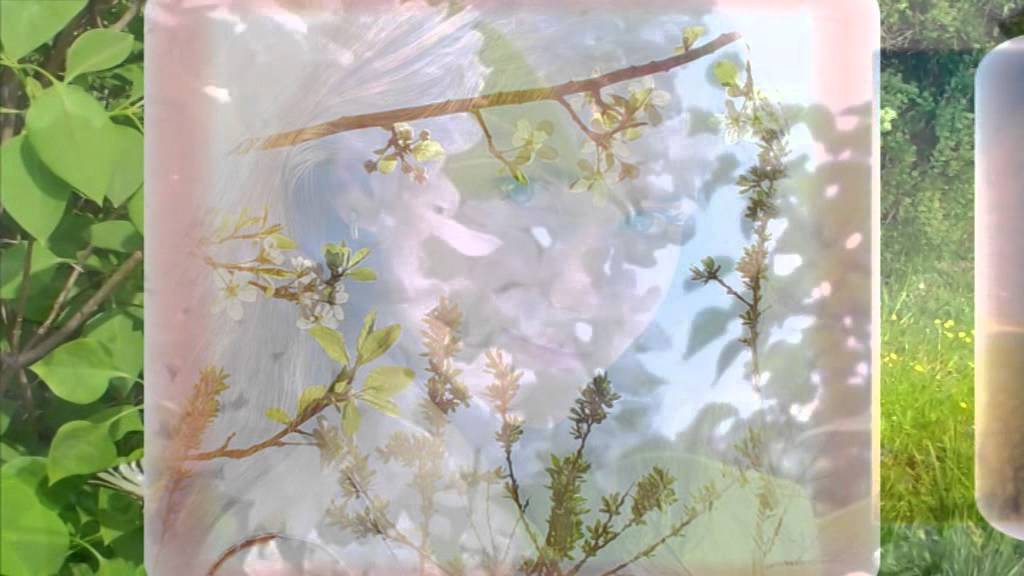 АХ ЭТА БЕЛАЯ СИРЕНЬ Н Басков