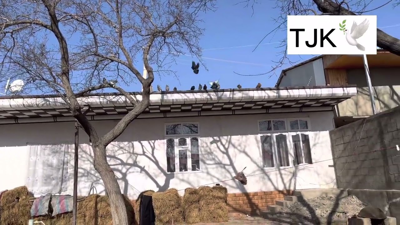 Голуби 🕊️ Таджикистан 🇹🇯