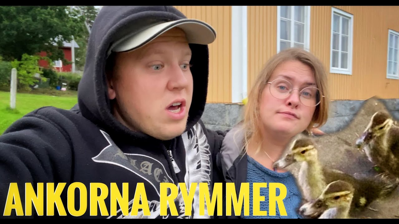 Ankor på rymmen - Vlogg