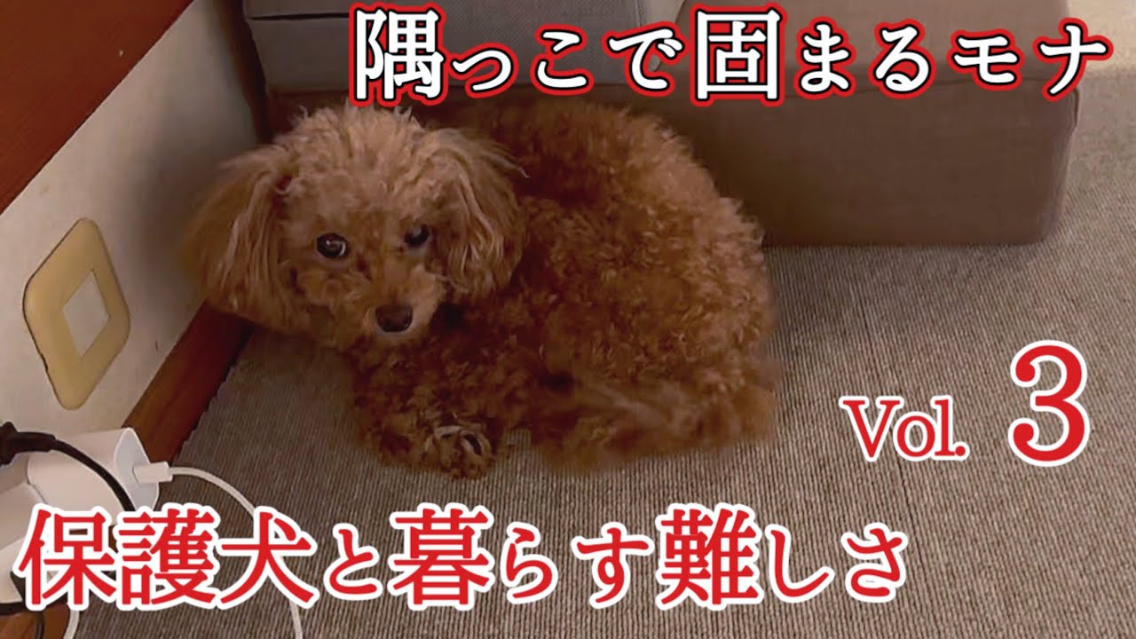 【保護犬】初めての病院 繁殖引退犬の記録③ #トイプードル 