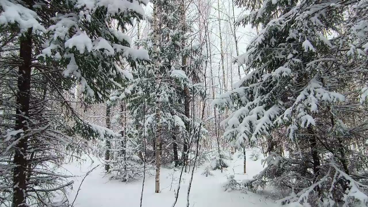 Заснеженный лес. ч.13. Апрель 2025