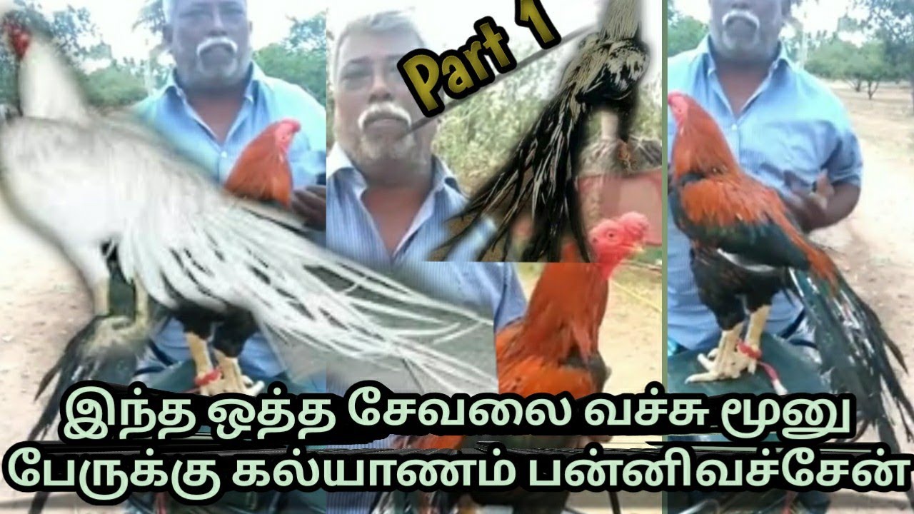 part 1: இந்த ஒத்த சேவலை வச்சு மூனு பேருக்கு கல்யாணம் பன்னிவச்சேன், #viral #village #aseel