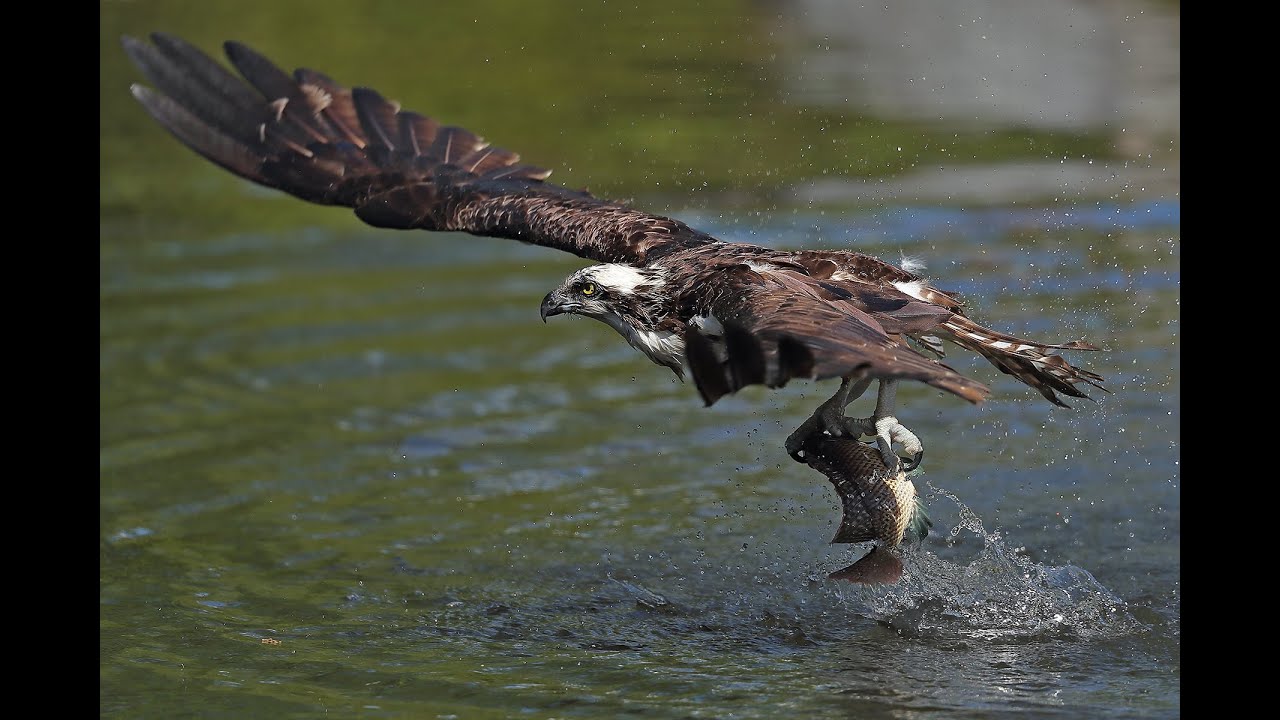 Photographier les oiseaux en vol