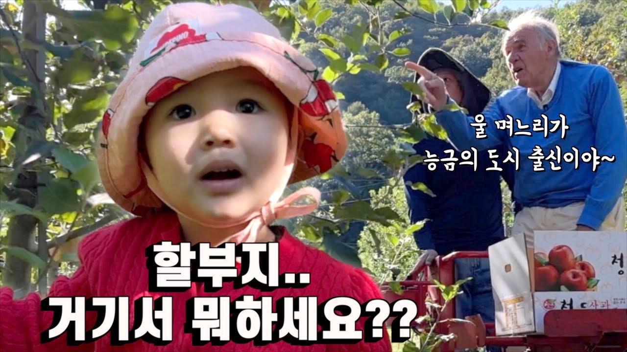 사과밭에 간 네덜란드 할배와 아이들 | 진돗개 가족 vlog