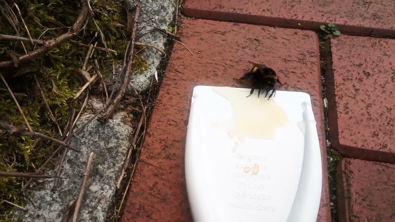 Rettung einer Hummel mit Honigwasser
