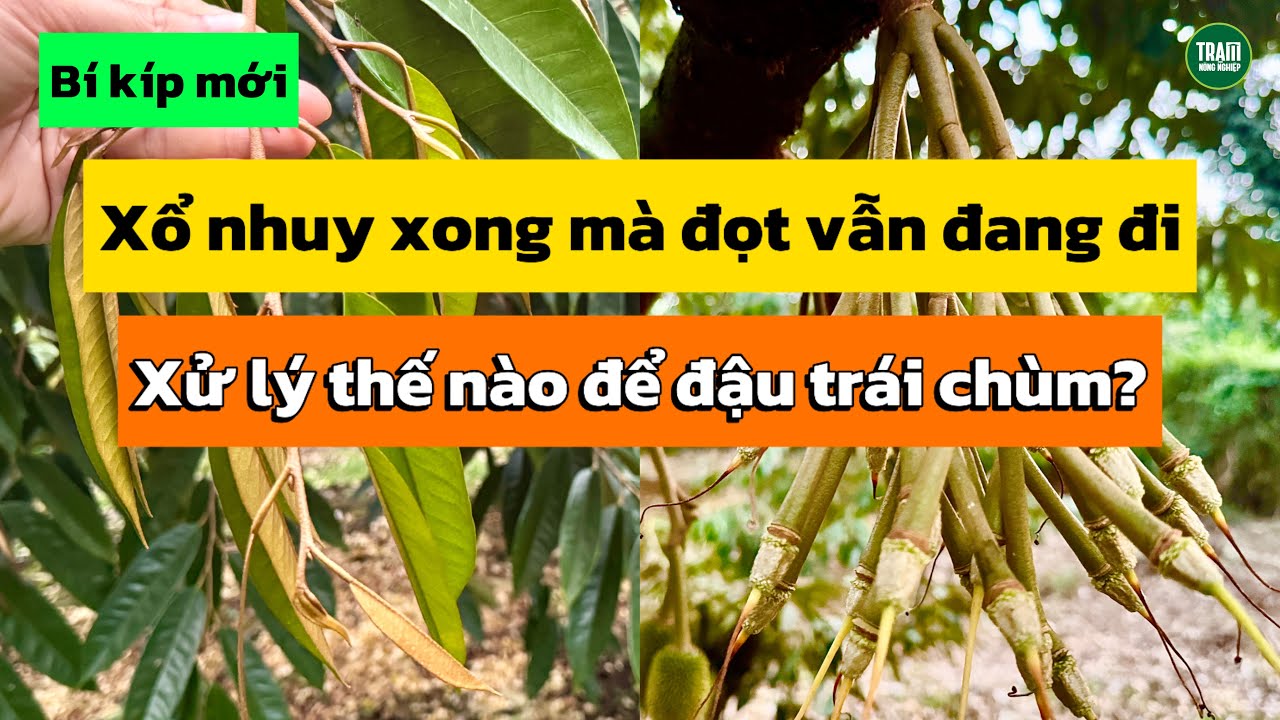 Sầu riêng xổ nhuỵ xong mà đọt còn đang đi. Làm gì để đậu trái chùm? 0383.79.80.60 | Trạm Nông Nghiệp