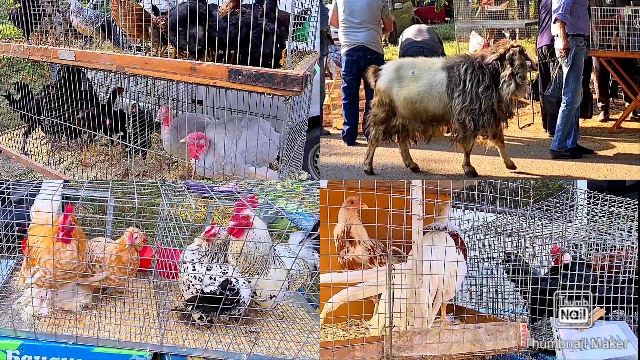 Ярмарка-выставка птиц и животных в Одессе/Кого продавал, я горе-продавец/Людей много, а толку...