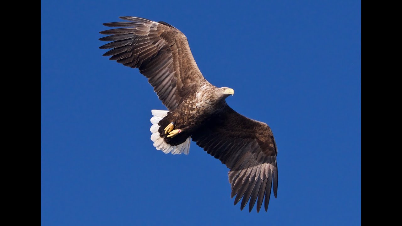 White-tailed Sea Eagle