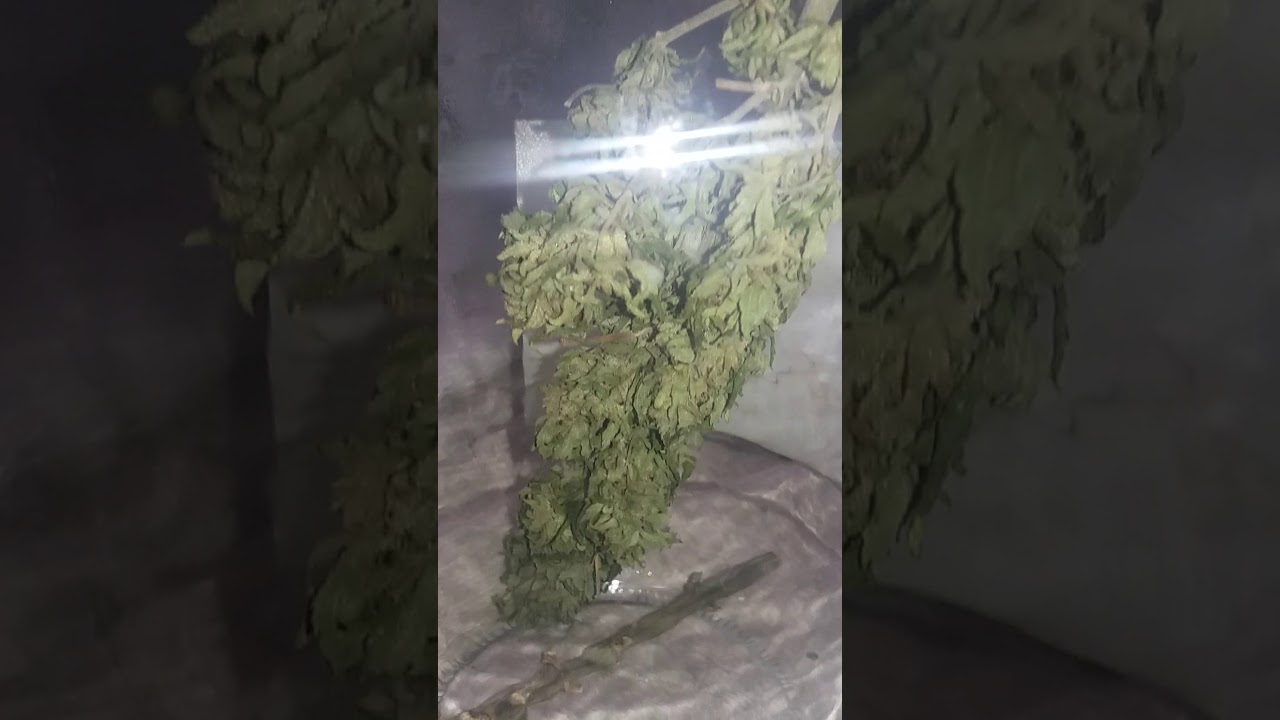 #DonTricomaking #AutoCultivo #20SonLegales #CandyBud #Ti8Trc8ma #Indica #Sativa