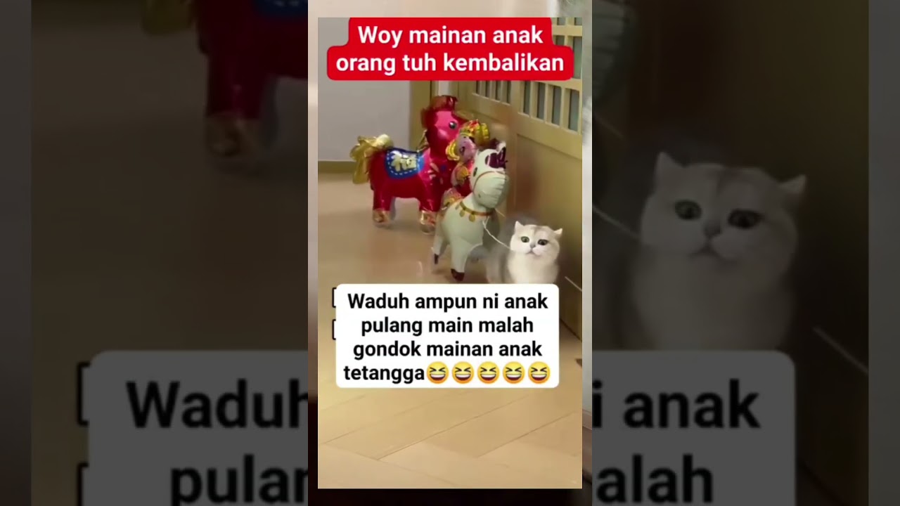 Anjay kocak joget nya😂#pecintakucing #fypシ 