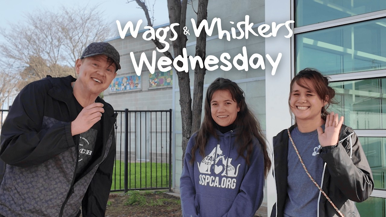 Wags & Whiskers Wednesday with SSPCA | Episode 1