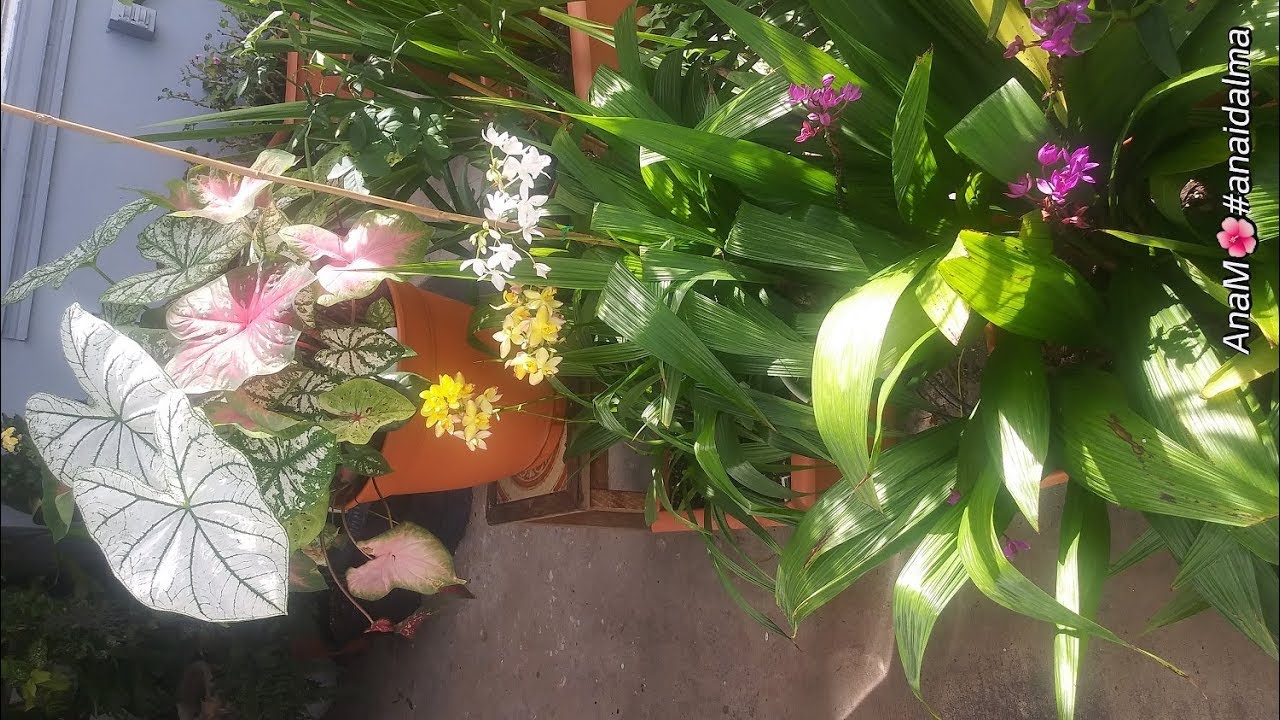 👉Me regalan 4 Orquideas👈/Baby Iguanas/Orquideas terrestres/Caladium/Dalias/Gladiolos /Update👀