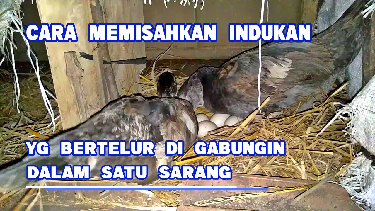 Cara Memisahkan indukan yg betelurnya di gabungin dalam 1 petarangan