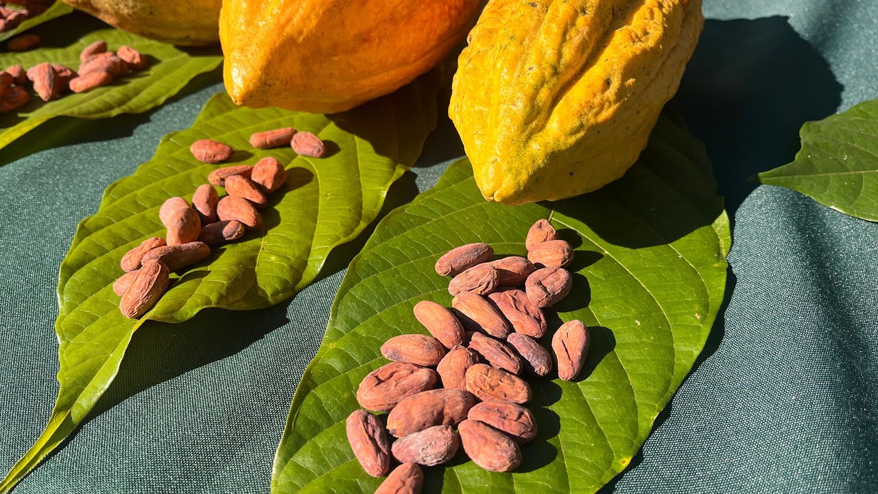 Conozca las diferentes variedades de cacao