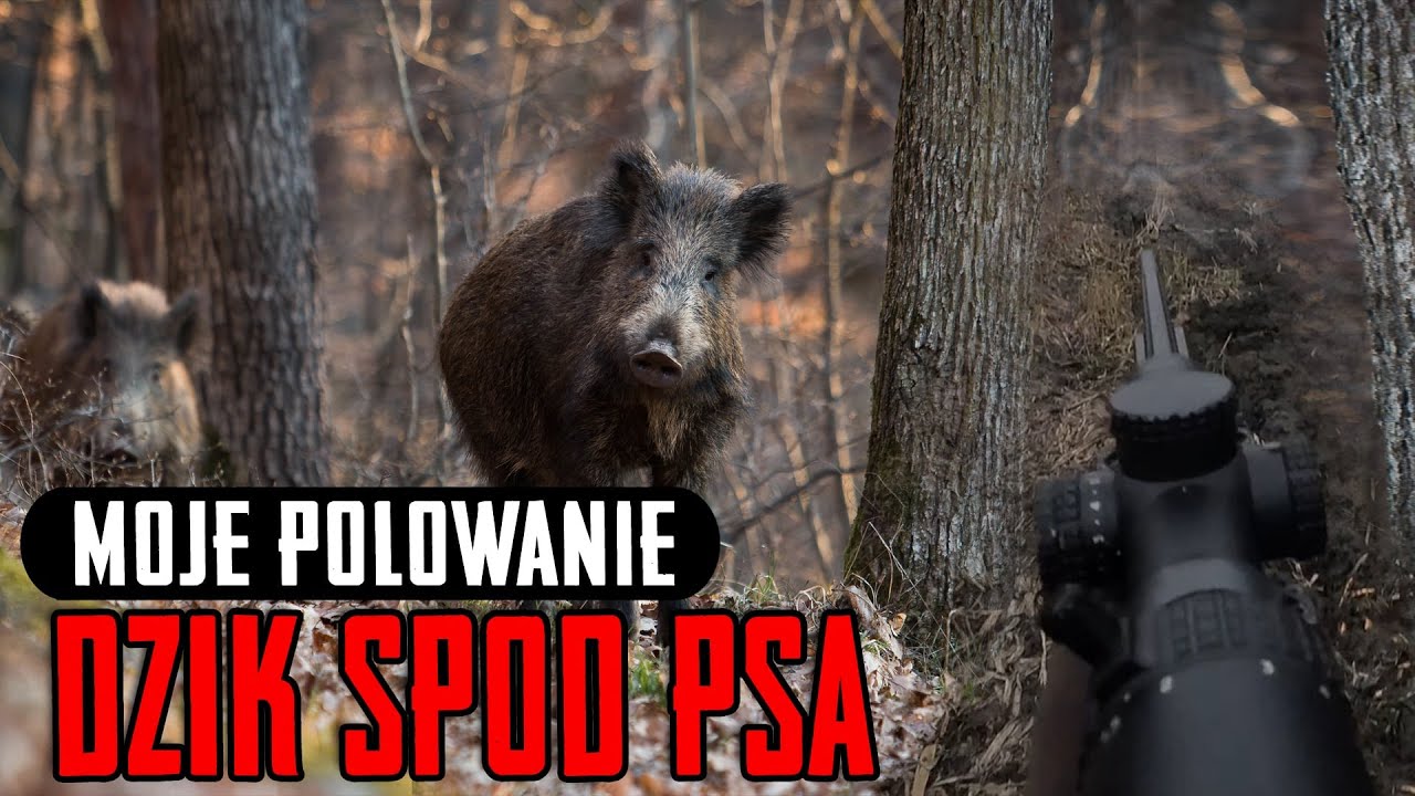 Dzik spod psa. Do pięciu razy sztuka.