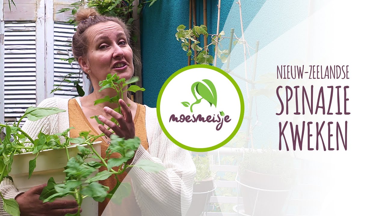 Nieuw-Zeelandse spinazie zaaien en oogsten | Nieuw-Zeelandse spinazie kweken