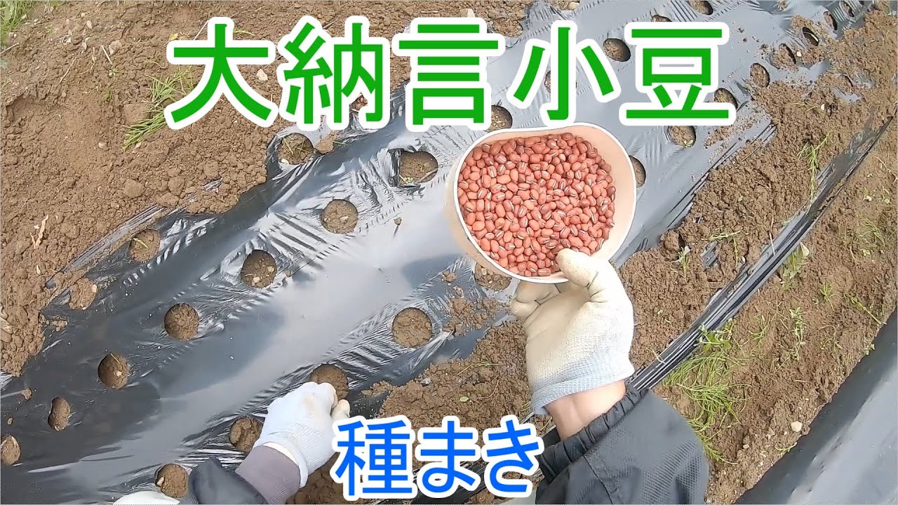 大納言小豆の種まきと豆知識#GoPro