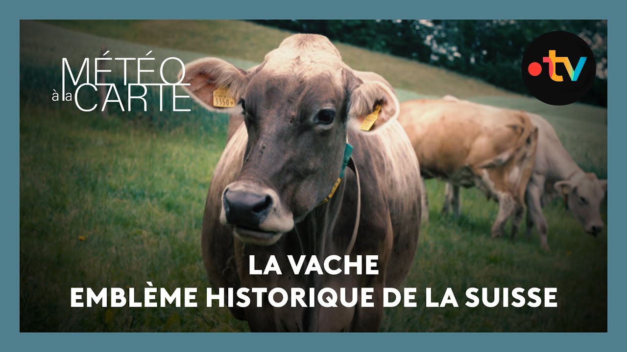 Tradition : la vache , emblème historique de la Suisse