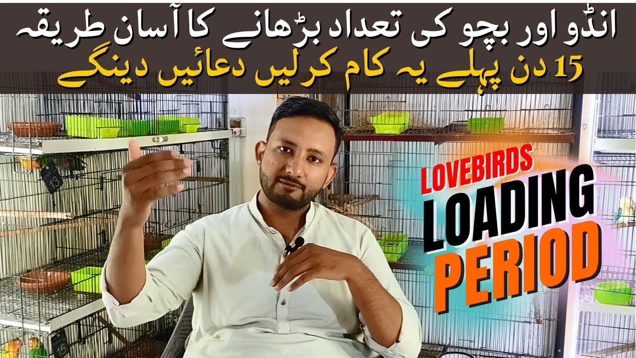 Lovebirds Breeding Season Preparation | Lovebird Breeding Tips | Love bird Loading Period | Petwyse