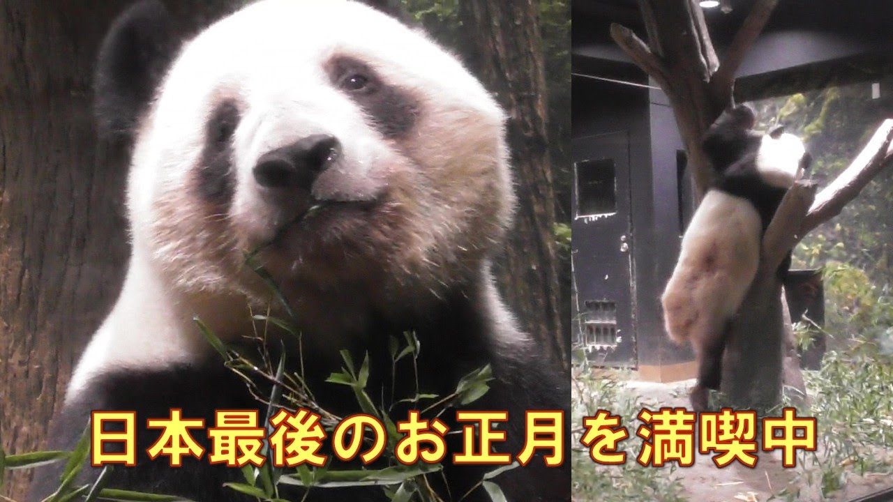 1/2シャオシャオレイレイ日本最後のお正月giantpanda @tokyo 上野動物園