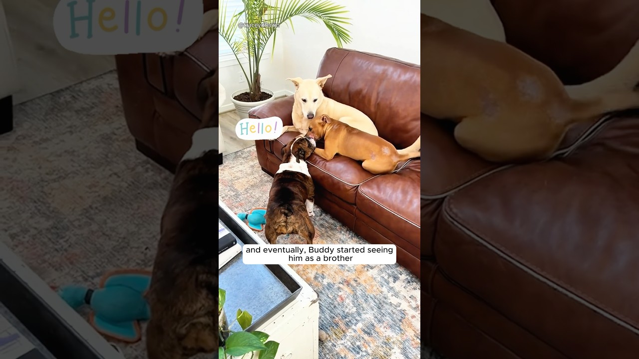 Stray dog's journey to love and a forever home