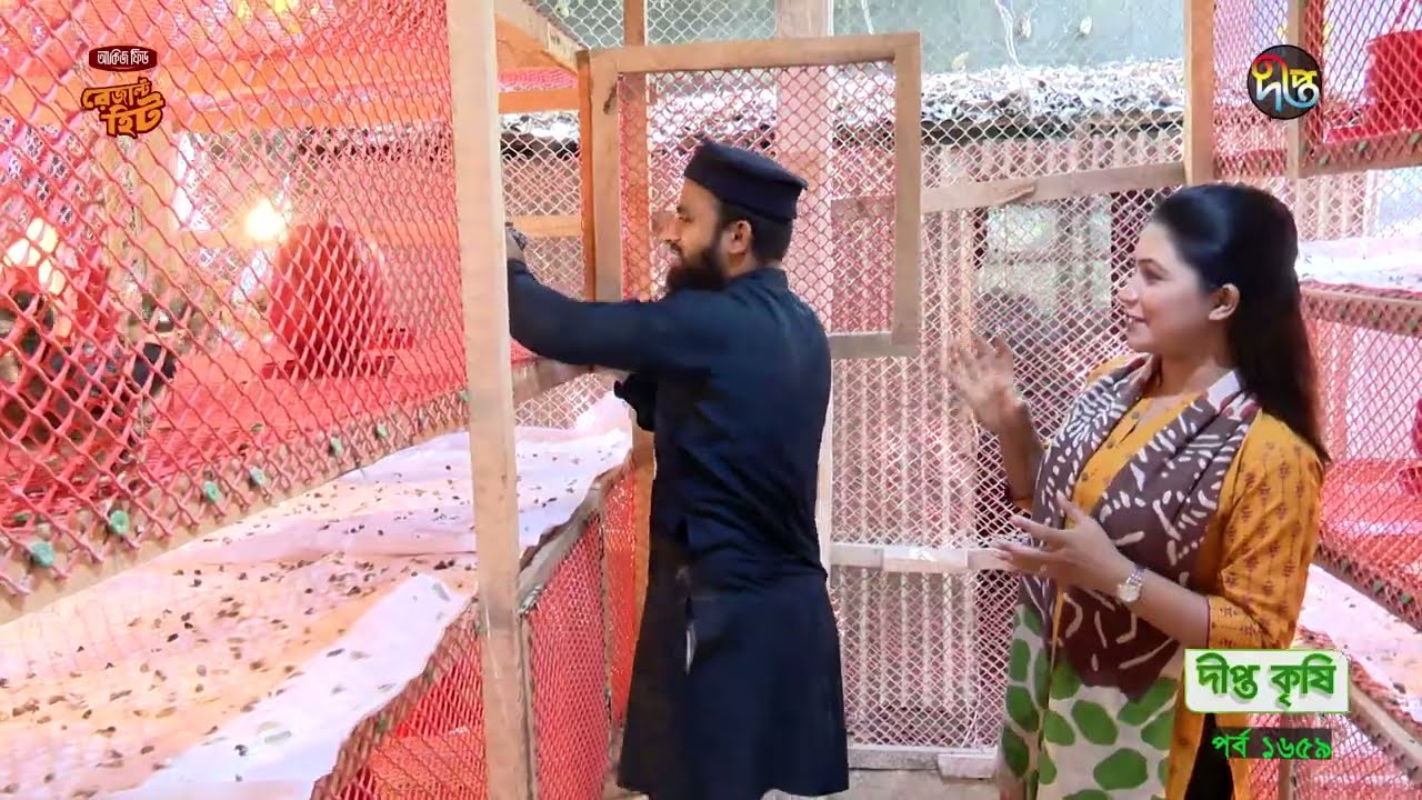 Deepto Krishi | দেশি মুরগি ডিম উৎপাদন ও বাঁজার ব্যবস্থাপনা |   Domestic chicken egg production