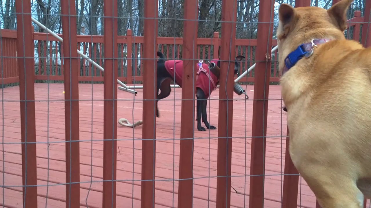 Meet Gina, the fearless Taiwan dog. Carolina dog ( American dingo) and Friends