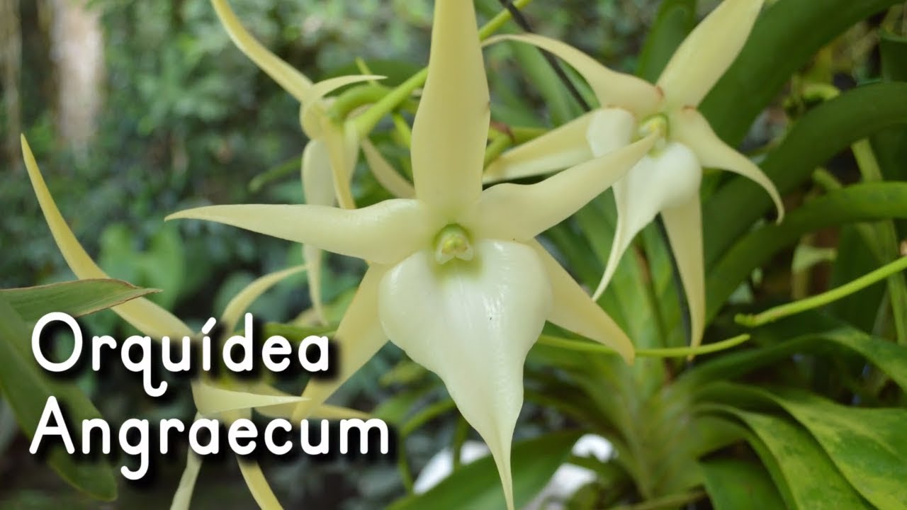 Orquídea Angraecum | veitchii - crestwood