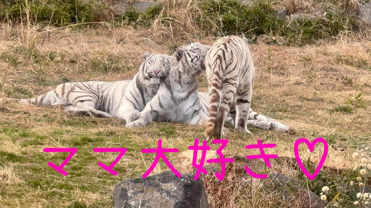ツキちゃんとシグレくんはママが大好き【伊豆アニマルキングダム】